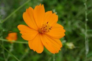 oranje kosmos bloem in de tuin foto