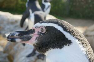 een pinguïn met een roze neus- en zwart en wit veren foto