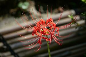 een rood spin lelie bloem met lang stengels foto