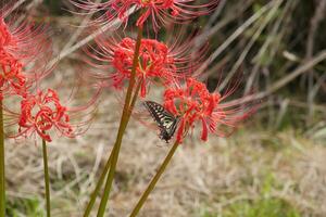 iriserend vlinders en rood spin lelies foto