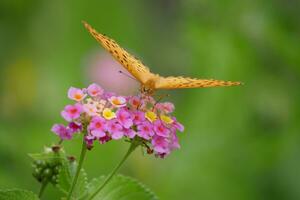 oranje vlinder met gevlekte Vleugels in de wild foto
