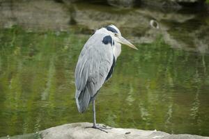 een Super goed blauw reiger staand Aan de oever van de rivier foto