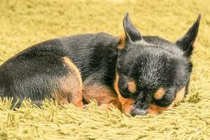 chihuahua hond slaapt Aan een groen deken. dier, huisdier rust Bij huis. foto