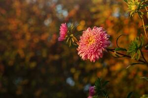 roze aster Aan een herfst achtergrond. een bloem in zonlicht. foto