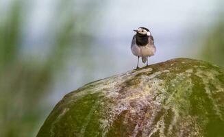 wit kwikstaart, motacilla alba, staand Aan een steen, rustig, Zweden foto