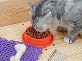 kat die voedsel voor huisdieren eet met accessoires voor huisdieren foto