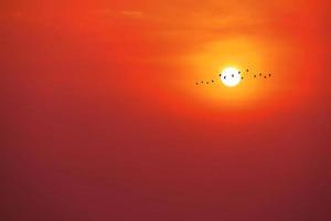 prachtige rode gele zonsondergang en vogels vliegen voorbij de zon en oranje lucht foto