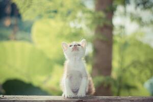 kort haar kitten zittend in een park op zoek naar de top. foto