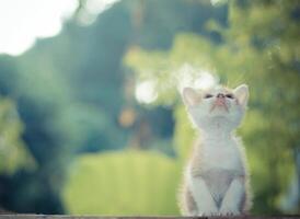 kitten zittend op de houten vloer kijkend naar de top foto