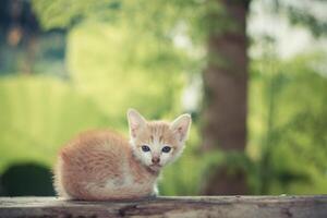 kitten zittend op de houten vloer kijkend naar de top foto