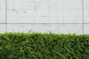 groene thuja planten tegen lege betonnen muur. abstracte achtergrond foto
