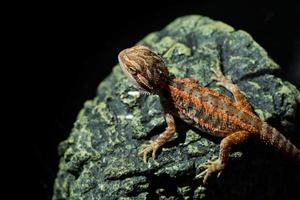 bebaarde draak op de grond met wazige achtergrond foto