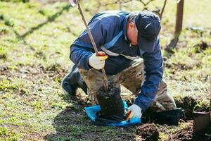 een Mens planten een jong fruit boom. de boer pakt uit een nieuw zaailing en zet het in de grond. de concept van milieu bescherming en ecologie foto