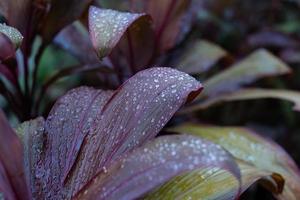 water op verlof achtergrond, groen blad natuur foto