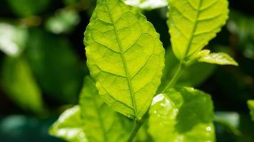 water op verlof achtergrond, groen blad natuur foto