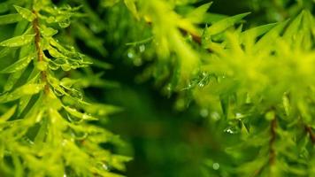 water op verlof achtergrond, groen blad natuur foto