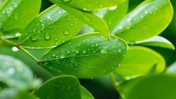 water op verlof achtergrond, groen blad natuur foto