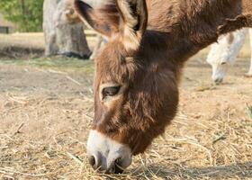 ezel dwerg bruin aan het eten gras foto