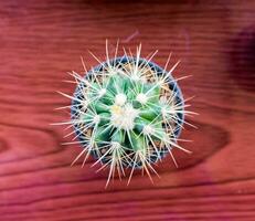 klein cactus soorten in vaas Aan houten tafel foto