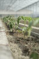 rijen van jong tomaat planten in een kas foto