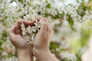 vrouw houdt voorjaar boom bloesems foto