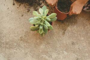 vrouw aanplant huis planten. jong midden- oostelijk vrouw aanplant bloem in de pot. meisje tuinieren. huis vrouw verplanten fabriek in een nieuw pot foto