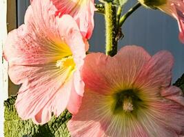 roze gemeenschappelijk kaasjeskruid. Latijns naam malva ik. bloemen schijnen onder de stralen van de zon. foto