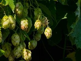 rijpen in herfst van vers groen hop kegels Aan een Afdeling. gebruikt voor maken bier, brood, in geneesmiddel, farmacologie, detailopname foto