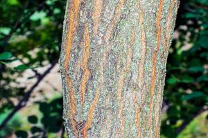 gouden regen boom schors detail - Latijns naam - koelreuteria paniculata foto