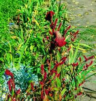 kuif- hanekam bloem, wetenschappelijk bekend net zo celosia argentea cristata hebben gelijkenis naar een haan kam, met levendig, kuif, en gegolfd bloei dat komen in een reeks van kleuren Purper. foto