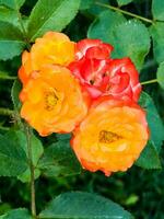 roos rumba detailopname. laagblijvend polyanthus roos met geel-oranje-rood bloemen. foto