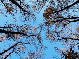 hoog bomen Aan de achtergrond van de blauw lucht foto