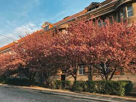 bloeiende sakura bomen in de buurt huizen in de stad foto