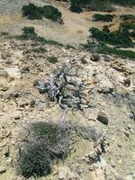 dood boom Aan een rotsachtig terrein foto