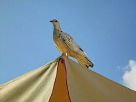 wit duif Aan parasol foto