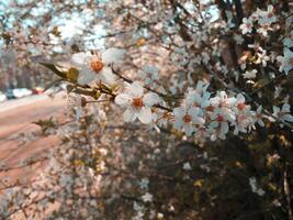 helder klein voorjaar bloeien bloemen - gestileerde foto