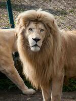 volwassen mannetje leeuw - leeuwin achter hem foto