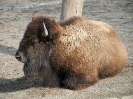 Amerikaans bizon - aan het liegen naar beneden foto