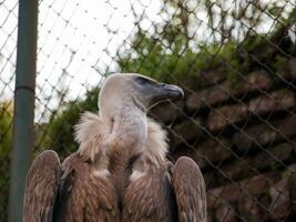 kaap griffon gier foto