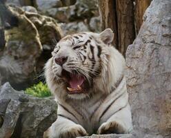 wit Bengalen tijger brullen foto