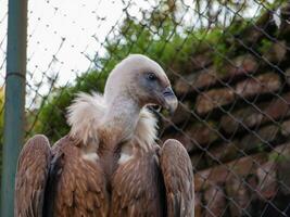 kaap griffon gier foto