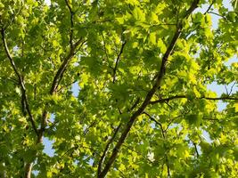 helder groen esdoorn- boom - bladeren en takken foto