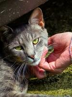 kinderboerderij een mooi verdwaald kat foto