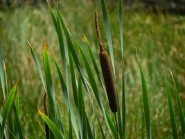 mooi cattail - detailopname schot foto