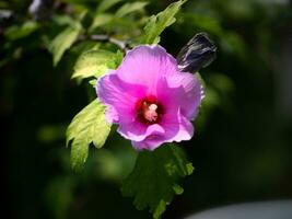 mooi bossen' roos roze bloem foto