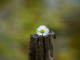 detailopname schot van een mooi klein madeliefje bloem foto