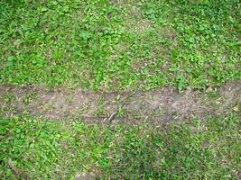 band bijhouden in de vers gras veld- foto