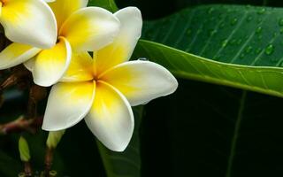 plumeria bloem in de regen foto