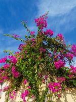 levendig mooi Purper bloemen groeit Aan de dak - bougainvillea bloemen foto