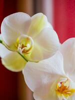 twee wit orchideeën - rood achtergrond foto